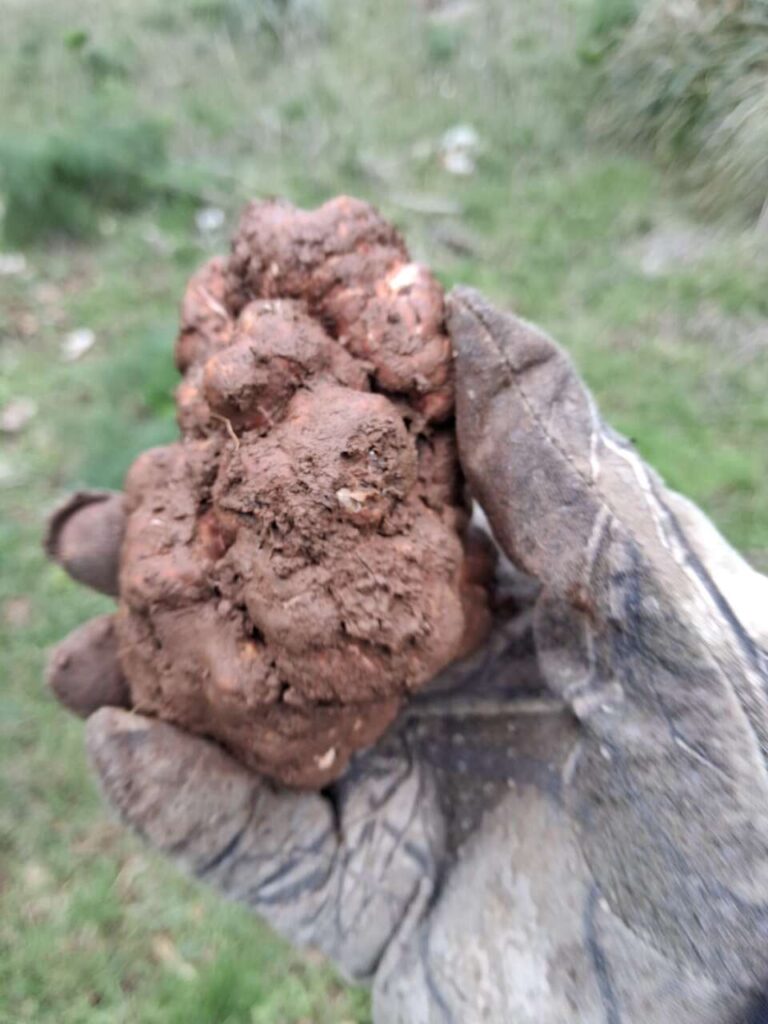 NEBRODI – Trovato un raro tartufo bianchetto da 186 grammi