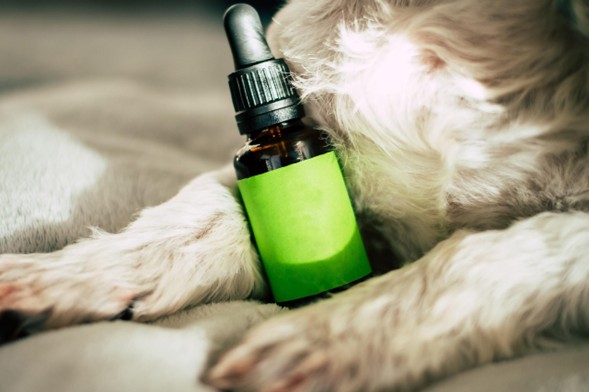 CBD – Benefici, prodotti e novità nel mondo del benessere naturale