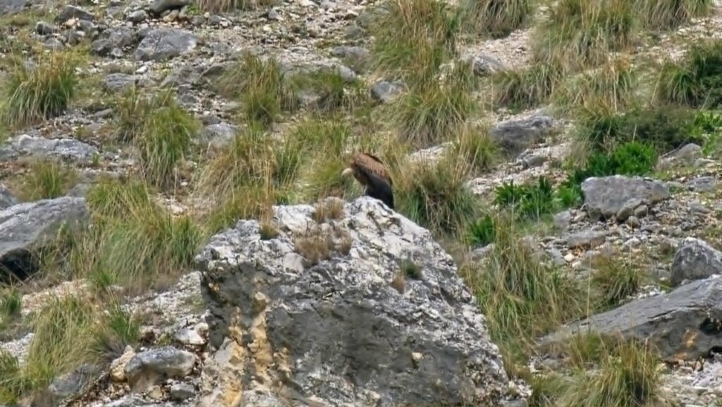PARCO DEI NEBRODI – Liberato un esemplare di giovane grifone