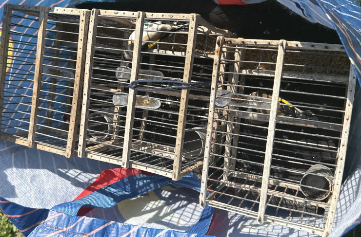 MILAZZO – Operazione antibracconaggio della Polizia Metropolitana: scoperto sistema illegale per la cattura di cardellini