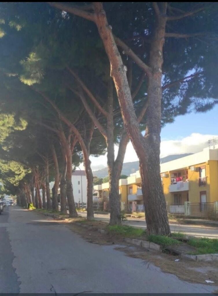 PATTI – lavori in Via Aldo Moro, associazioni ambientaliste: ferma contrarietà all’abbattimento di 30 pini